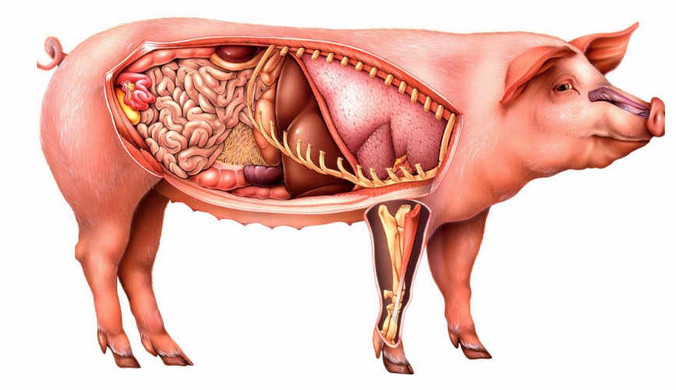 Pig body parts